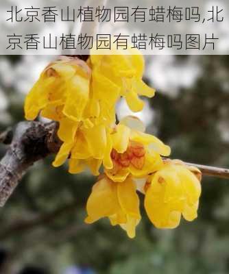 北京香山植物园有蜡梅吗,北京香山植物园有蜡梅吗图片