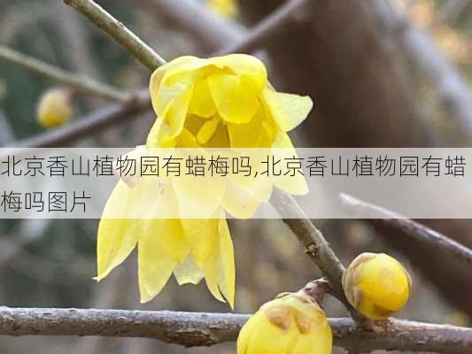 北京香山植物园有蜡梅吗,北京香山植物园有蜡梅吗图片