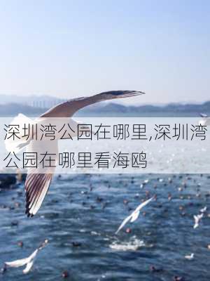 深圳湾公园在哪里,深圳湾公园在哪里看海鸥